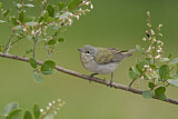 Image. Tennessee Warbler