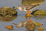 Image. Terek Sandpiper