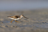 Image. Terek Sandpiper