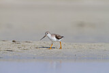 Image. Terek Sandpiper