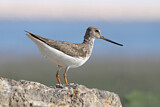 Image. Terek Sandpiper
