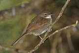 Image. Terrestrial Brownbul