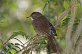 Image. Terrestrial Brownbul