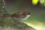 Image. Terrestrial Brownbul