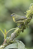Image. Thick-billed Euphonia
