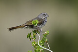 Image. Thick-billed Fox Sparrow