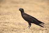 Image. Thick-billed Raven