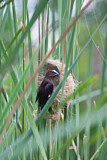Image. Thick-billed Weaver