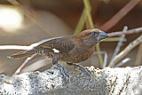 Image. Thick-billed Weaver