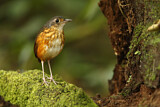 Image. Thicket Antpitta