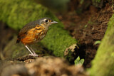 Image. Thicket Antpitta