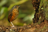 Image. Thicket Antpitta