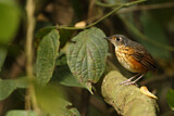 Image. Thicket Antpitta