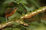Image. Thicket Antpitta