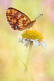 Image. Thor's Fritillary