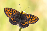 Image. Thor's Fritillary