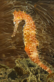 Image. Thorny Seahorse