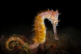 Image. Thorny Seahorse