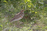 Image. Three-banded Courser