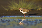 Image. Three-banded Plover