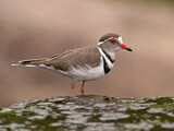 Image. Three-banded Plover