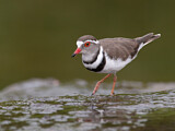 Image. Three-banded Plover