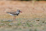 Image. Three-banded Plover