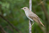 Image. Thrush Nightingale