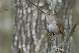 Image. Thrush Nightingale