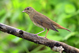 Image. Thrush Nightingale