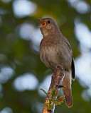 Image. Thrush Nightingale