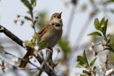 Image. Thrush Nightingale