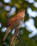 Image. Thrush Nightingale