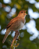 Image. Thrush Nightingale