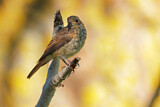Image. Thrush Nightingale