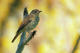 Image. Thrush Nightingale