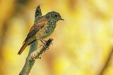 Image. Thrush Nightingale