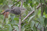 Image. Thrush-like Wren