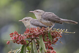 Image. Thrush-like Wren