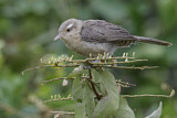 Image. Thrush-like Wren
