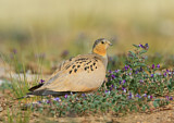Image. Tibetan Sandgrouse