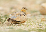 Image. Tibetan Sandgrouse