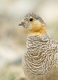 Image. Tibetan Sandgrouse