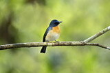 Image. Tickell's Blue Flycatcher