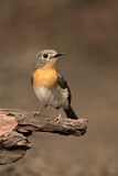 Image. Tickell's Blue Flycatcher