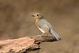 Image. Tickell's Blue Flycatcher