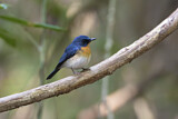 Image. Tickell's Blue Flycatcher
