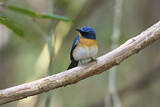 Image. Tickell's Blue Flycatcher