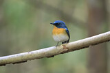Image. Tickell's Blue Flycatcher