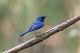 Image. Tickell's Blue Flycatcher